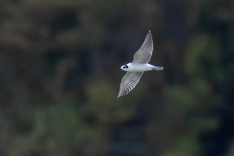 White-winged Black Tern