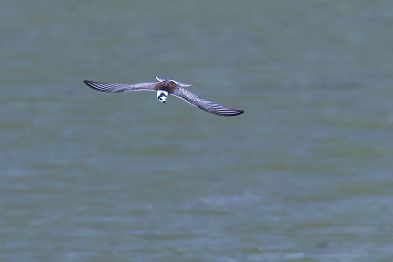 White-winged Black Tern