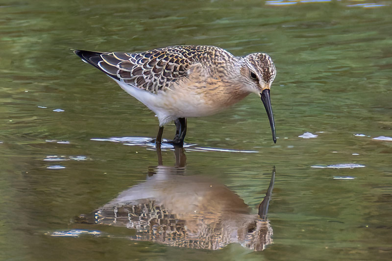 Curlew Sandpiper