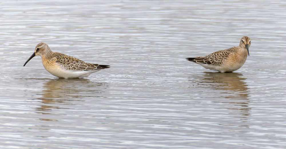 Curlew Sandpiper