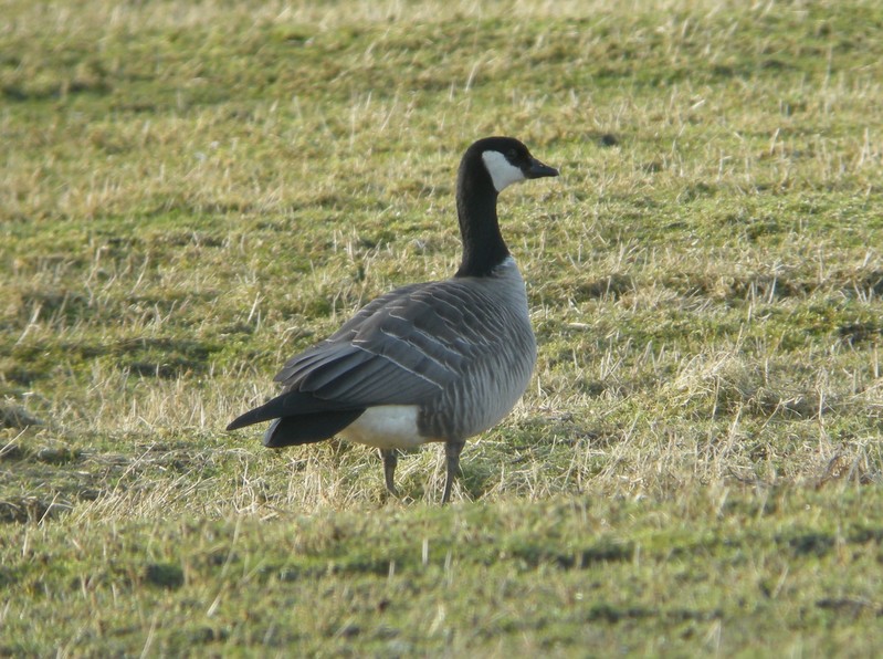 Richardson's Canada Goose