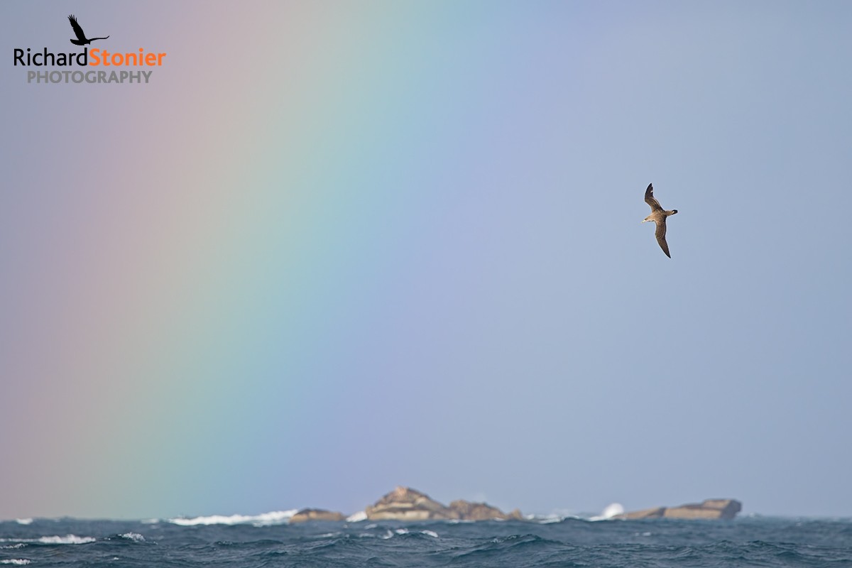 Cory's Shearwater