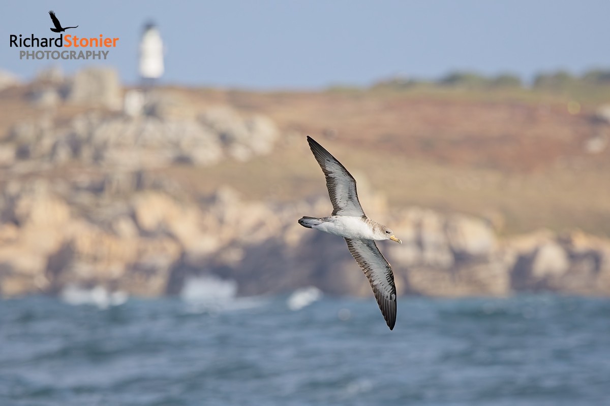 Cory's Shearwater