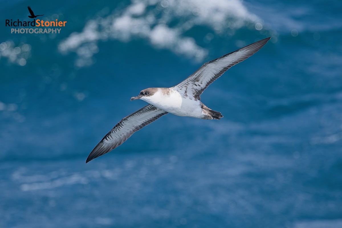 Great Shearwater