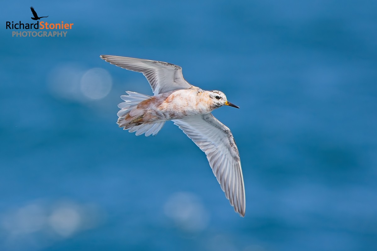 Grey Phalarope
