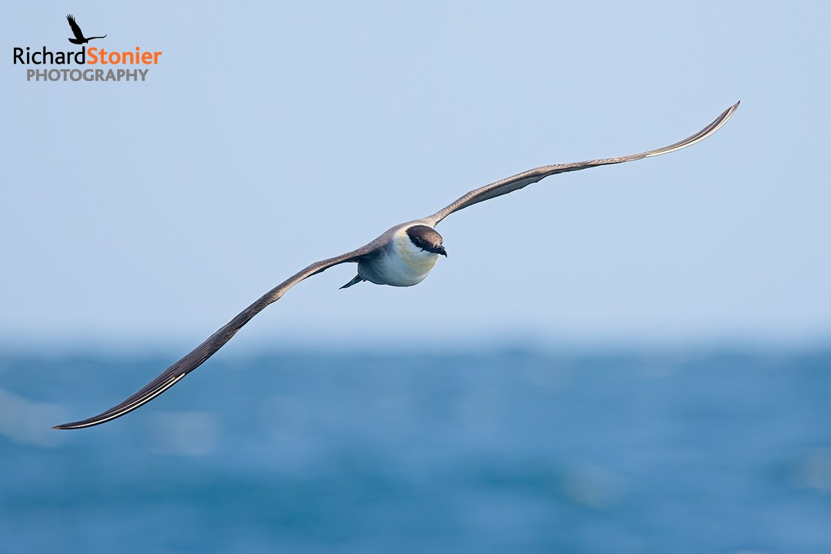 Long-tailed Skua