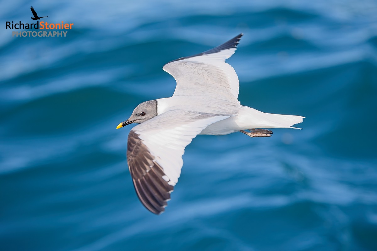 Sabine's Gull
