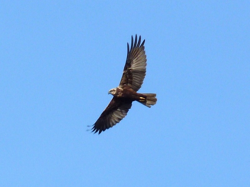 Marsh Harrier