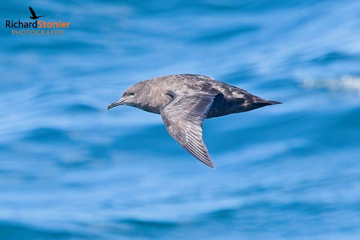 Sooty Shearwater