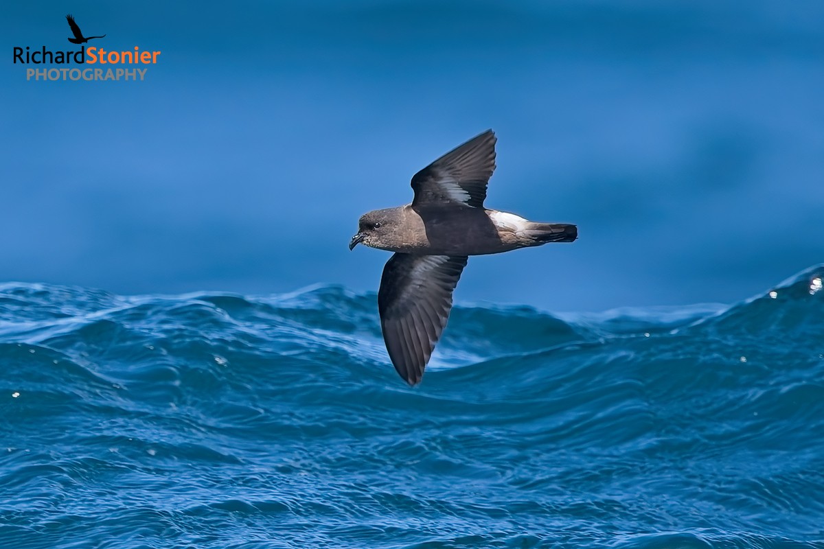 Storm Petrel