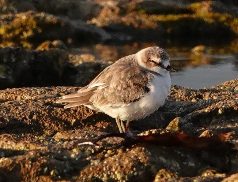 Kentish Plover