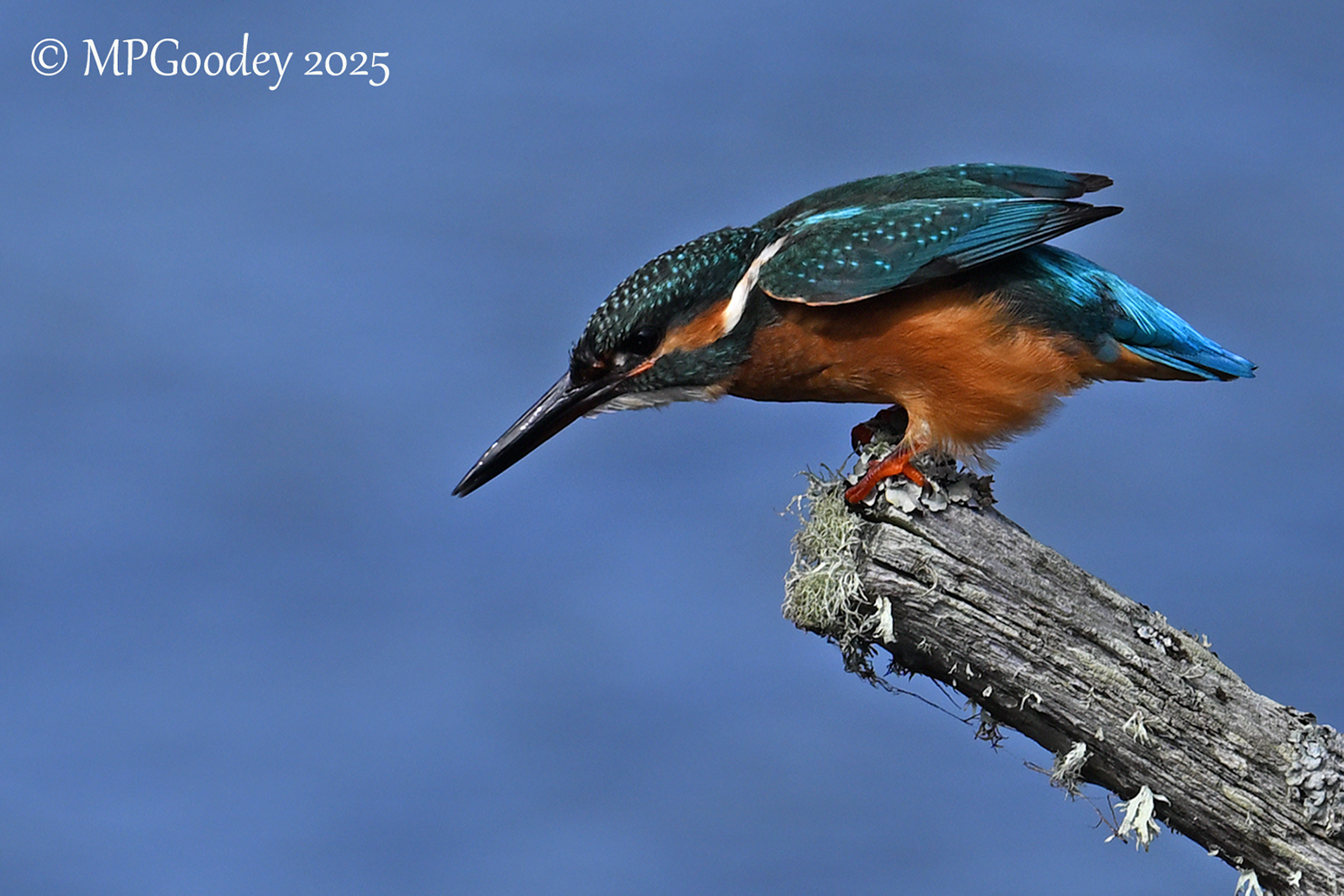 Kingfisher