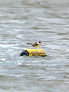 Black Tern