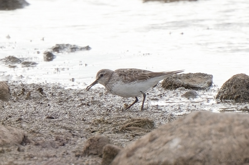White-rumped Sandpiper