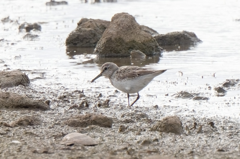 White-rumped Sandpiper