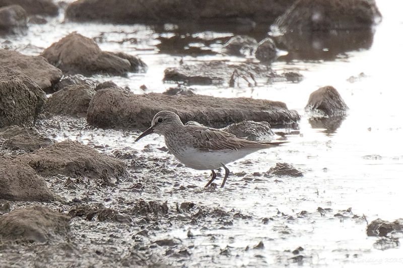 White-rumped Sandpiper