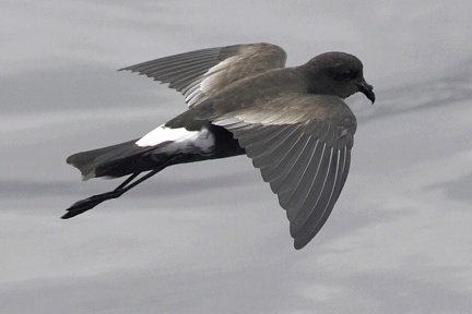 Wilson's Petrel