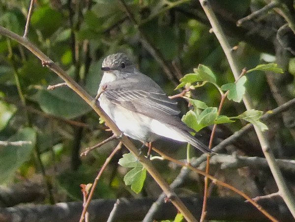 Spotted Flycatcher