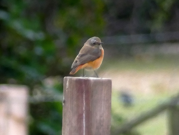 Redstart