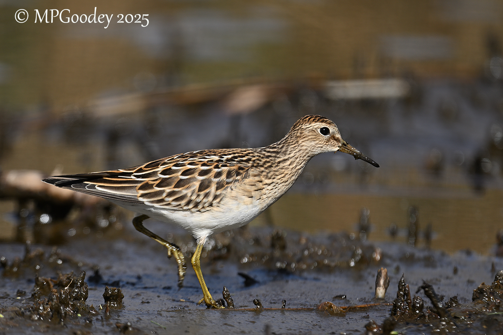 Pectoral Sandpiper