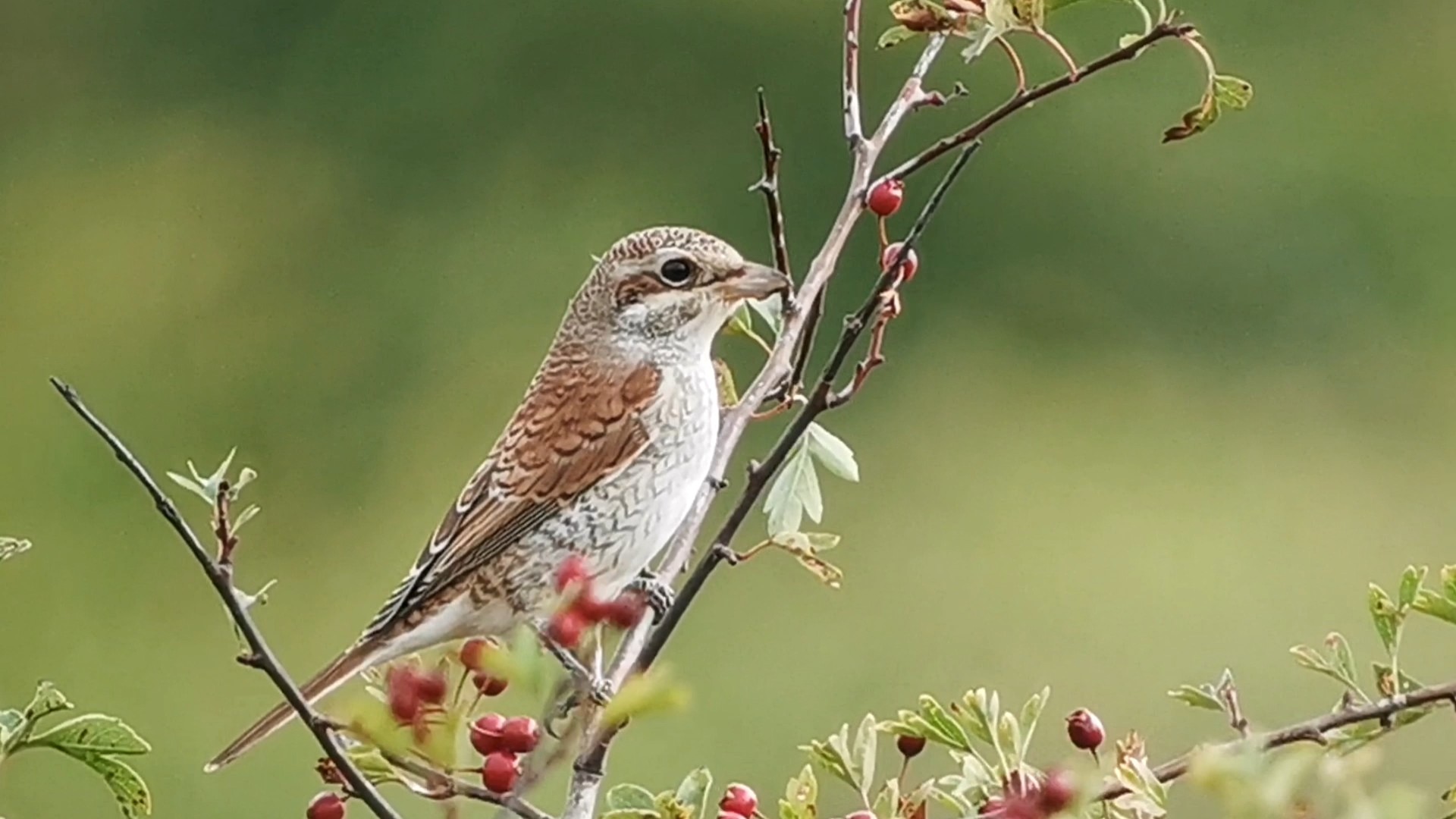 Red-backed Shrike