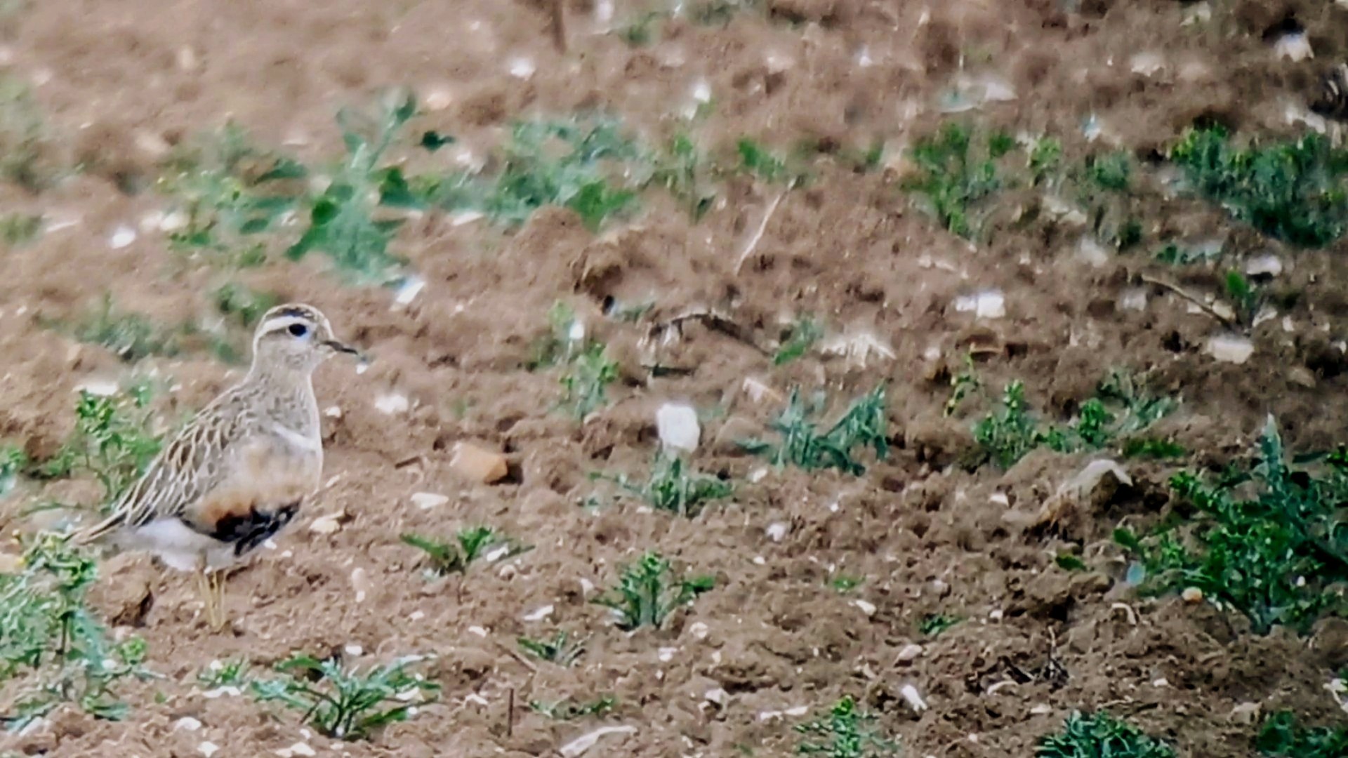 Dotterel