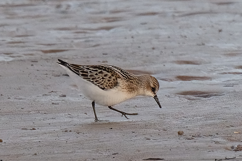 Little Stint
