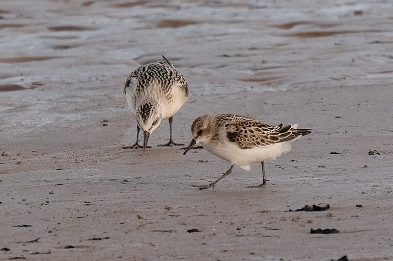 Little Stint