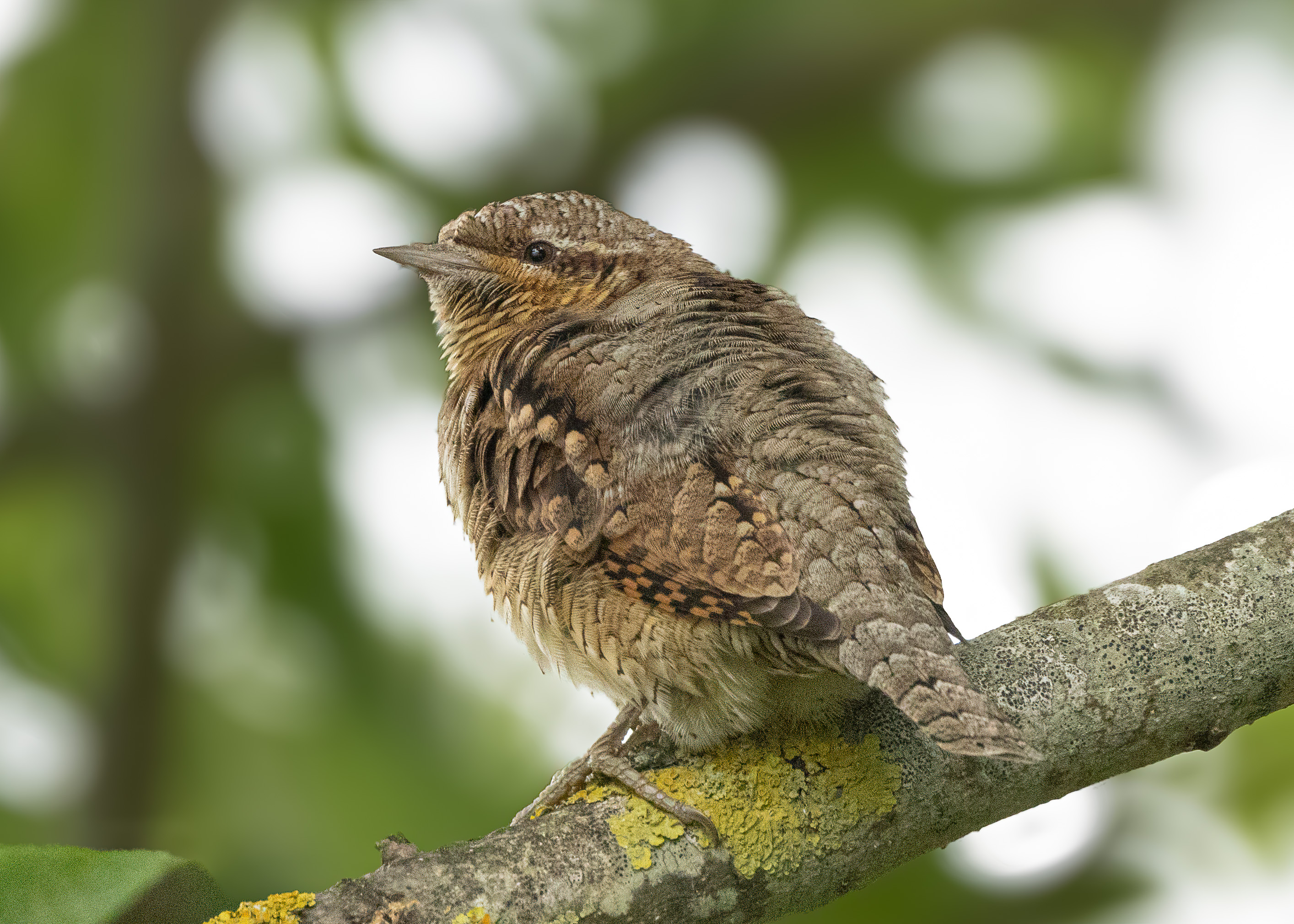 Wryneck