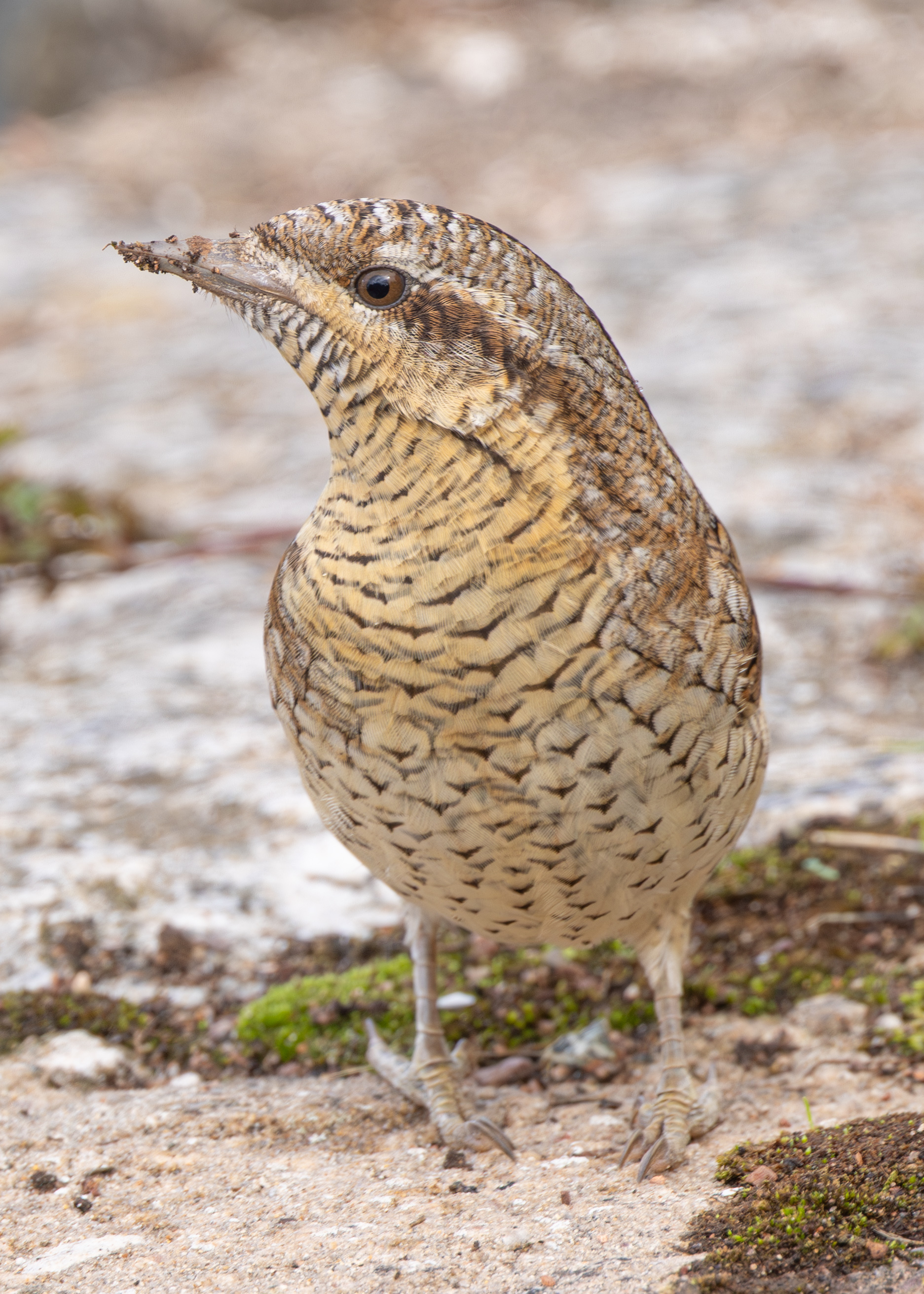 Wryneck