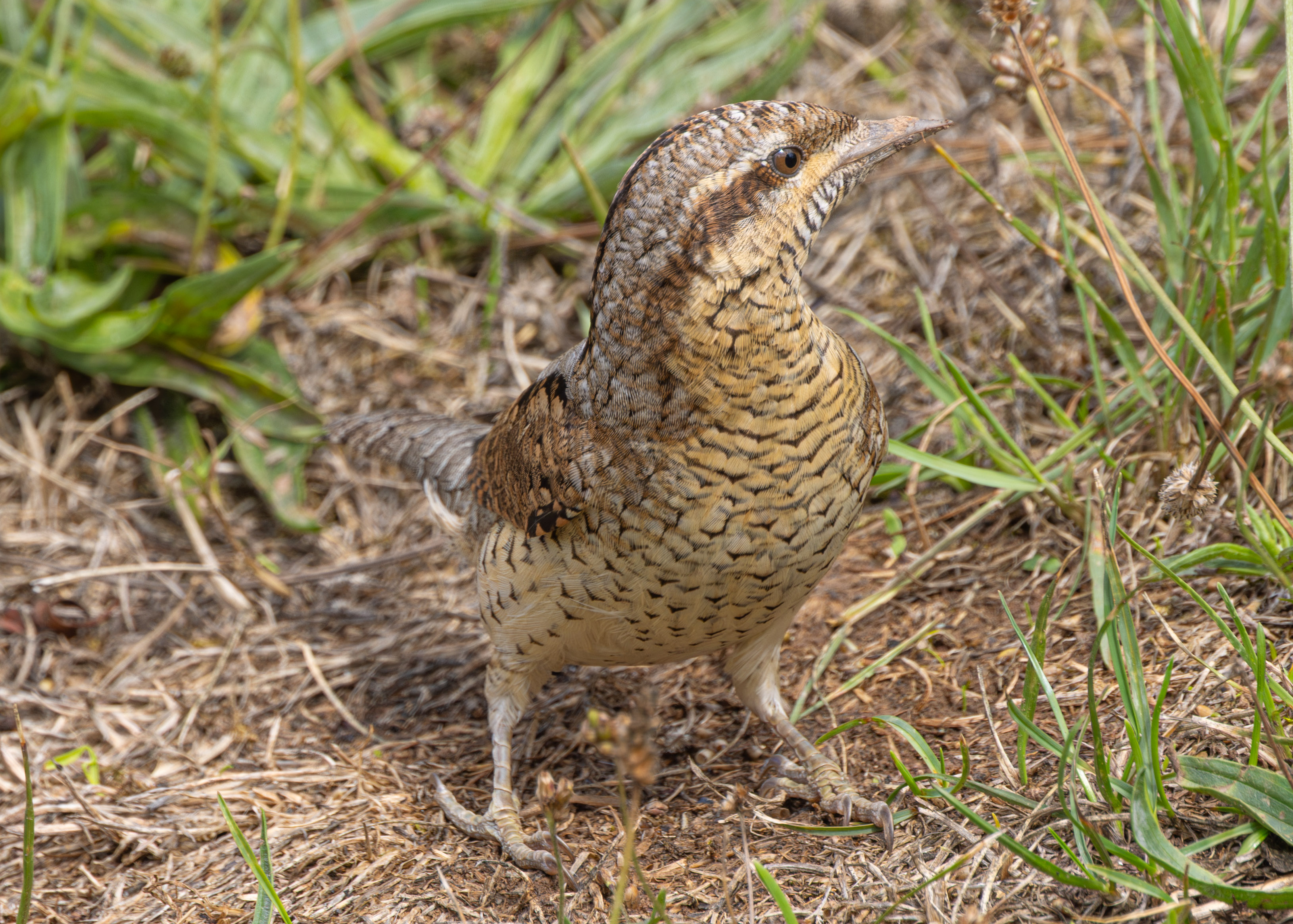 Wryneck