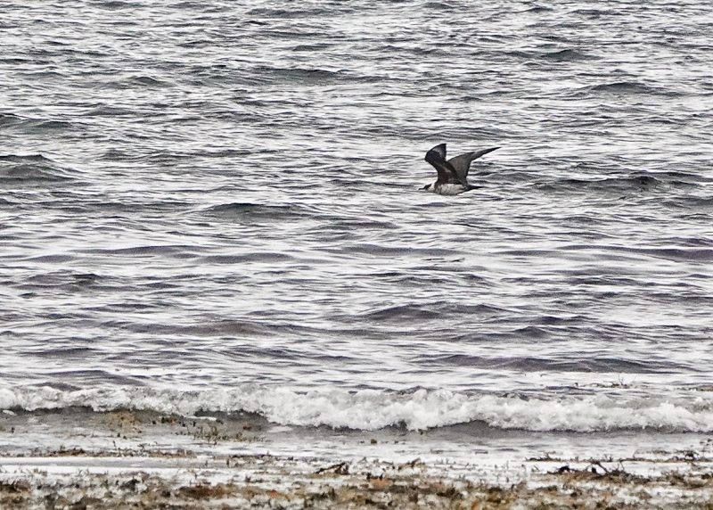 Arctic Skua