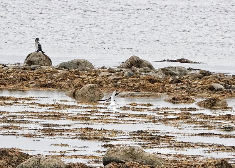 Arctic Skua