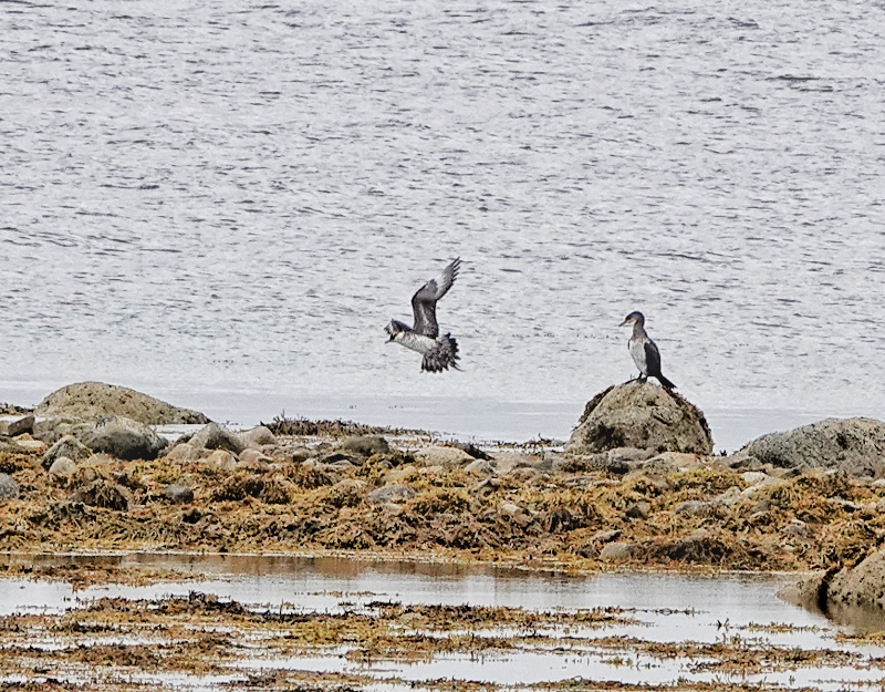 Arctic Skua
