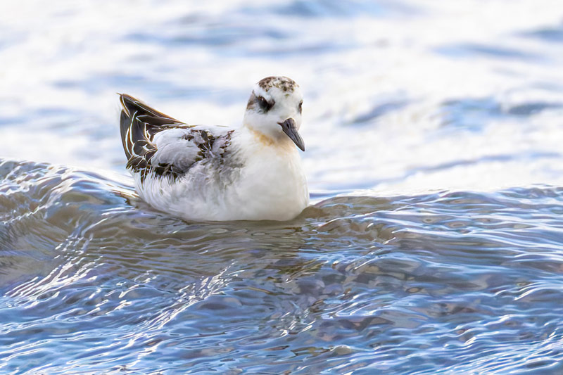 Grey Phalarope