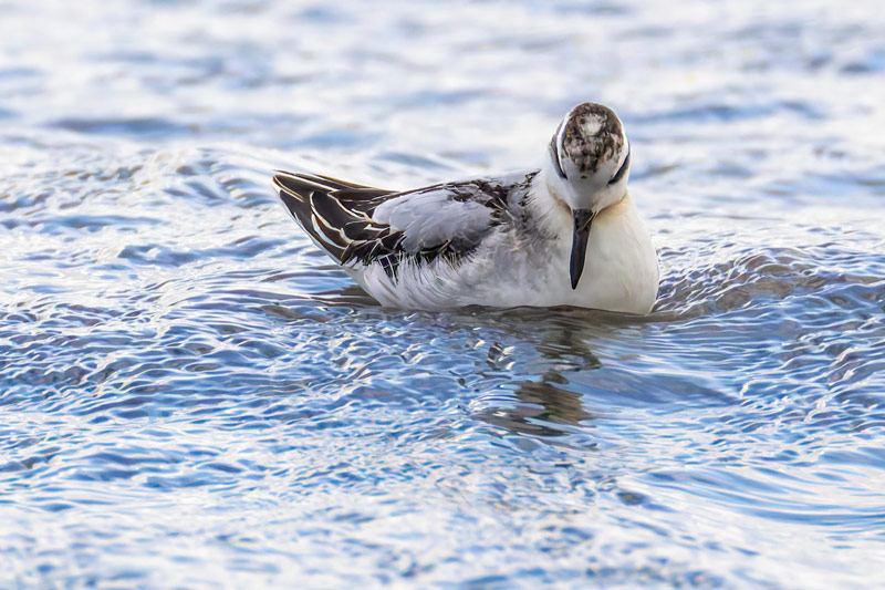 Grey Phalarope