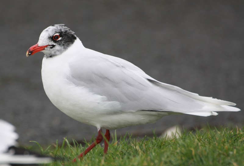 Mediterranean Gull