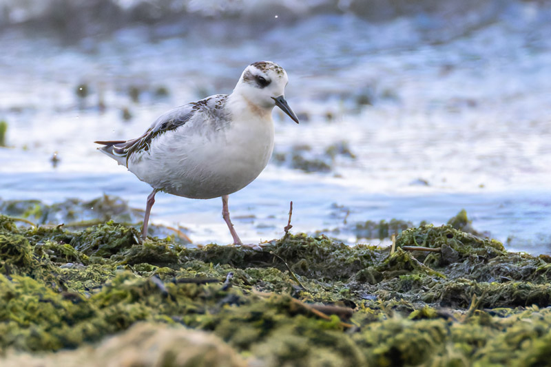 Grey Phalarope