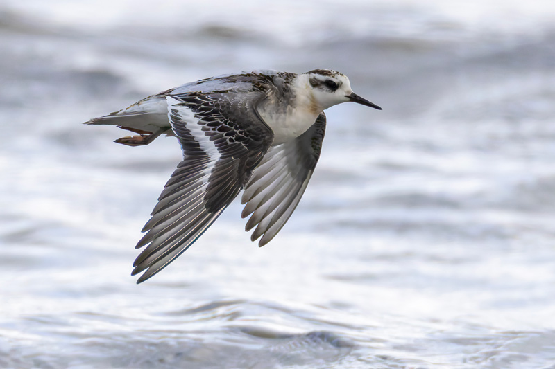 Grey Phalarope
