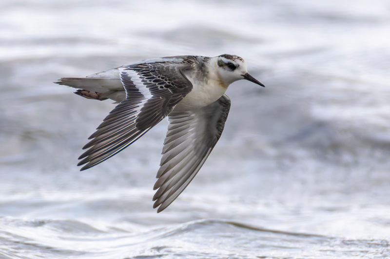 Grey Phalarope