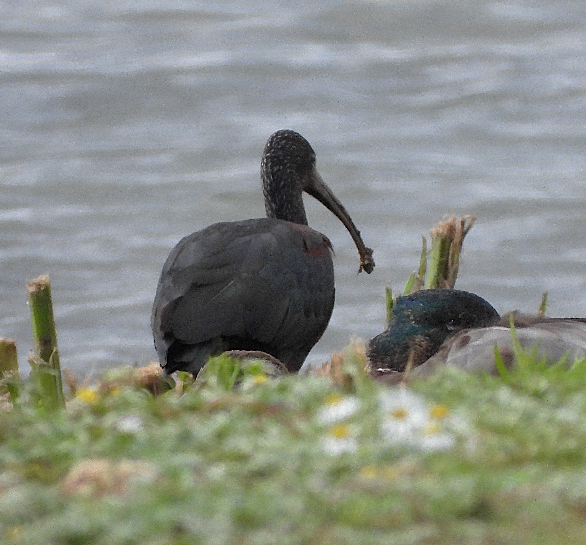 Glossy Ibis
