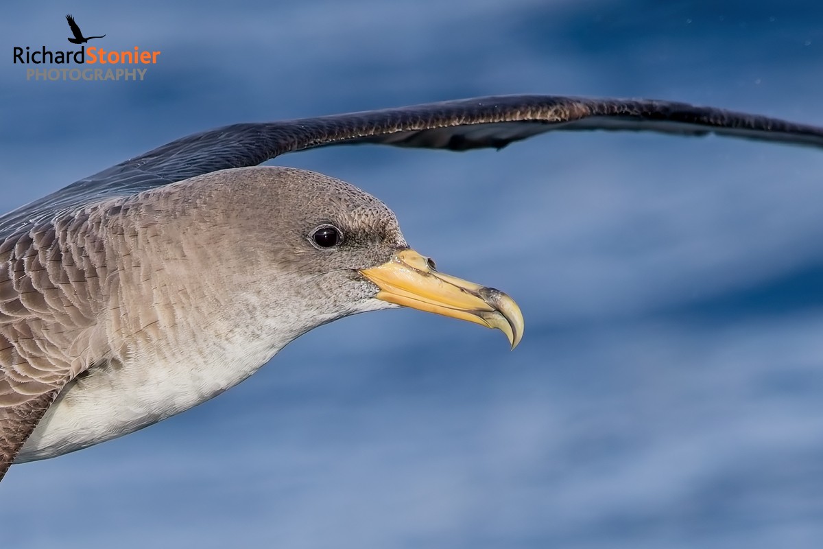 Cory's Shearwater