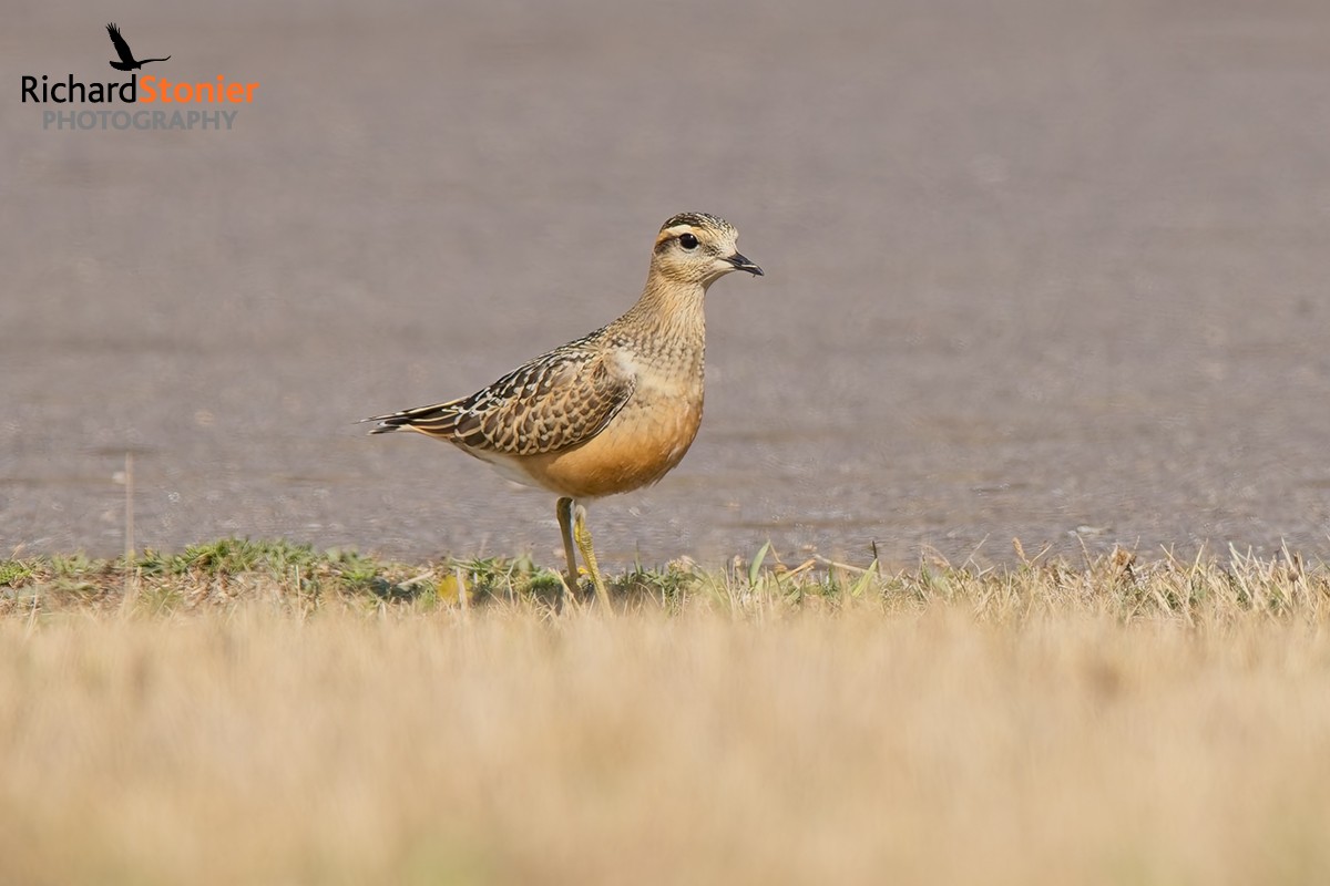 Dotterel