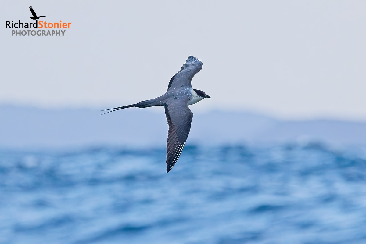 Long-tailed Skua