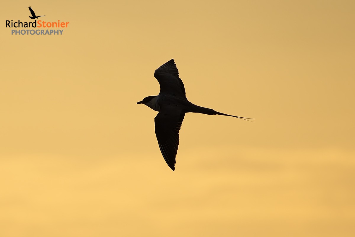 Long-tailed Skua
