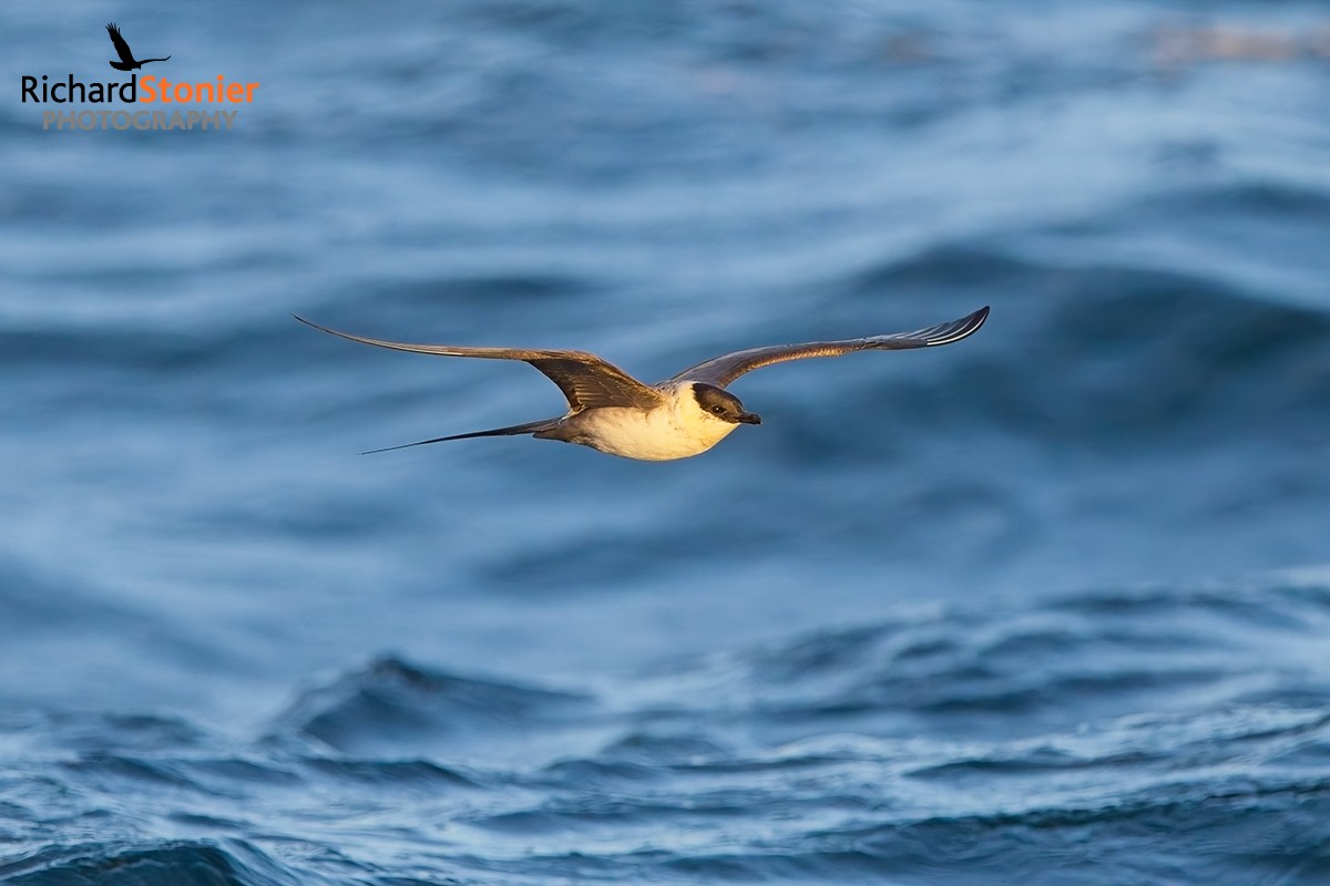 Long-tailed Skua