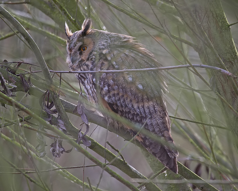 Long-eared Owl