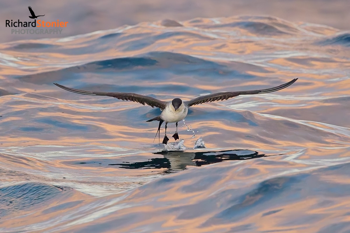 Long-tailed Skua