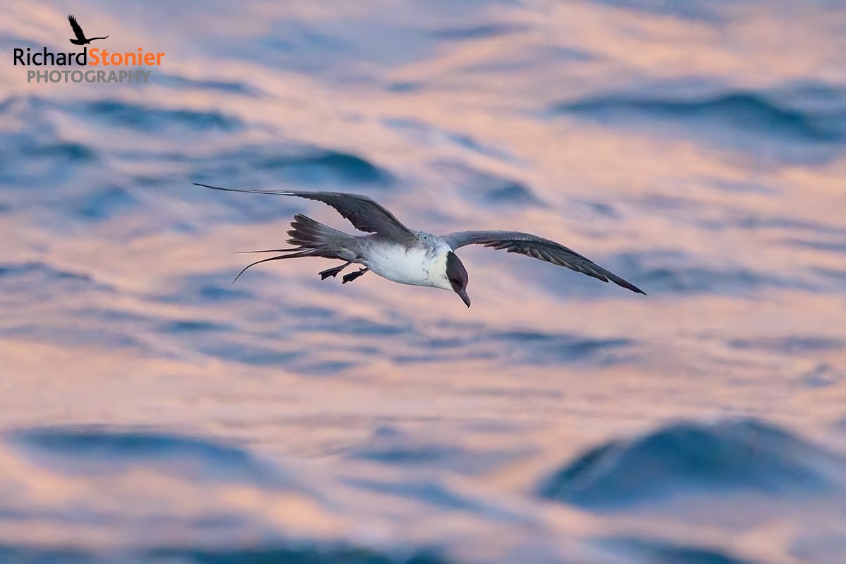 Long-tailed Skua