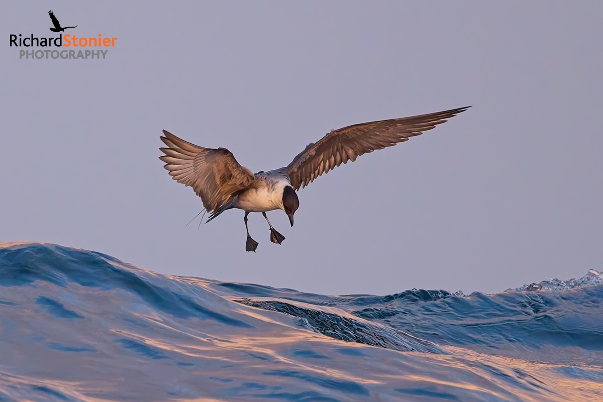 Long-tailed Skua